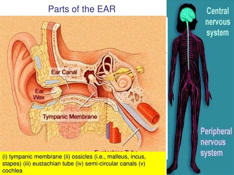 Ppt The Ear Powerpoint Presentation Free Download Id 9208961