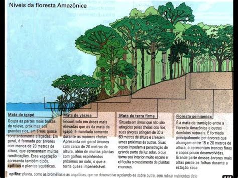 Aspectos Naturais Da Regi O Norte Do Brasil Aula Completa Enem