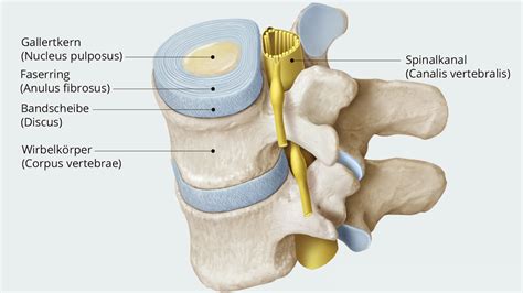 Bandscheibenvorfall Myokraft Physio Ergo Fitness Health