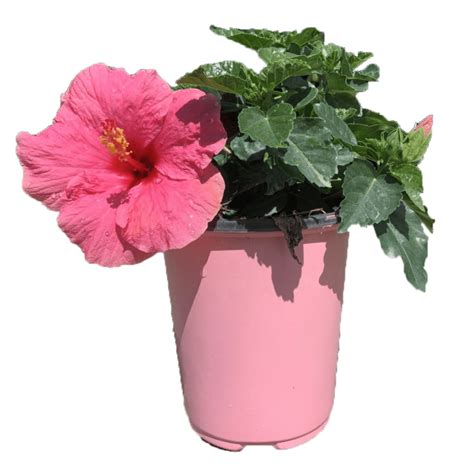 Tropical Plants Of Florida 16 To 18 Bright Pink Hibiscus Bush Yoder