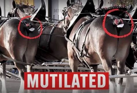 Planned Local Appearance Of Mutilated Clydesdales Sparks PETA Uproar PETA