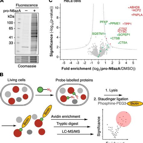 Chemical Proteomics Approach A Fluorescence Scan Of Page Separated Download Scientific