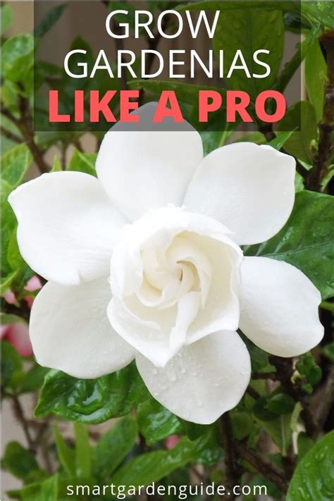 How To Grow Gardenias Indoors Top Care Tips Artofit