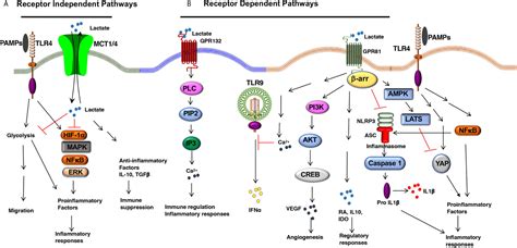 Frontiers Lactate Dependent Regulation Of Immune Responses By