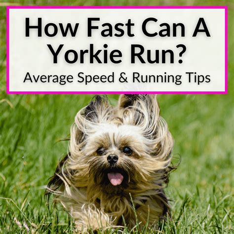 How Fast Is A Yorkie Atelier Yuwa Ciao Jp