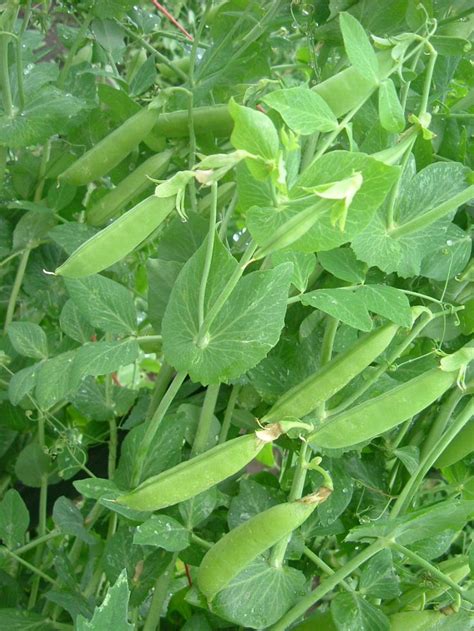 Growing Snap Peas How To Grow Snap Peas Growing Peas Growing Sweet Peas Sugar Snap Peas