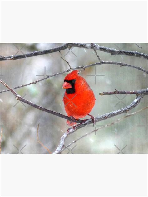 Cardinal In The Snow Sticker For Sale By Frankiecat Redbubble