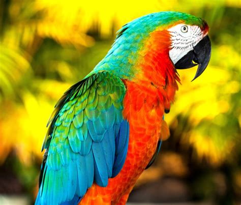 birds, Parrots, Animals, Wallpapers Wallpapers HD / Desktop and Mobile Backgrounds