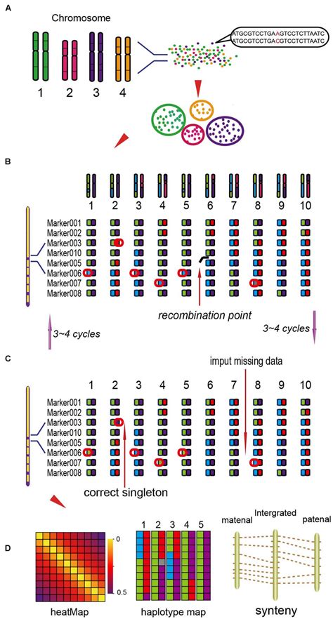 The Process Of The Genetic Map Construction Liu Et Al 2014 A