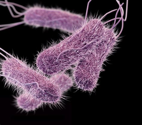 Cdc Posts Surveillance Data On Types Of Salmonella Isolates Food