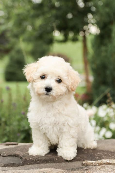 Bichon Frise Puppies for Sale | Buckeye Puppies