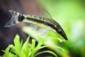 Otocinclus Catfish Guide Size Care Food Tank Mates