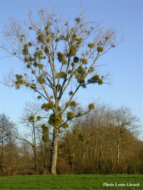 Le Gui Une Plante Parasite Dispers E Par Les Oiseaux D Partement De