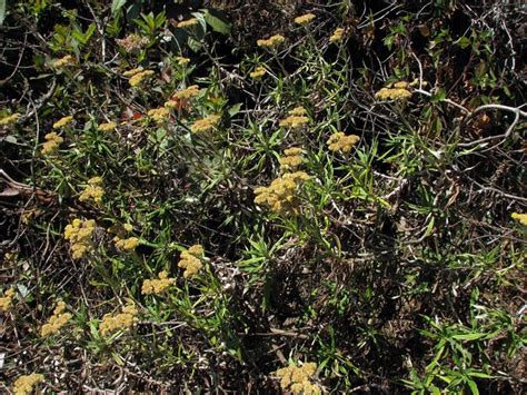 Helichrysum – eFlora of India