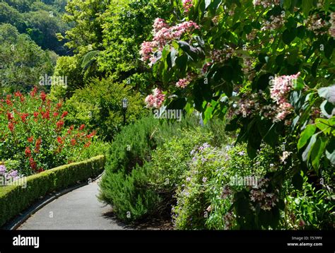 Rose Garden at Wellington Botanic Gardens, Wellington, North Island ...