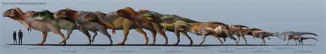 Carcharodontosauridae size chart and species. : PrehistoricLife