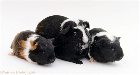 Smooth haired coronet Guinea pig with two babies photo WP20999