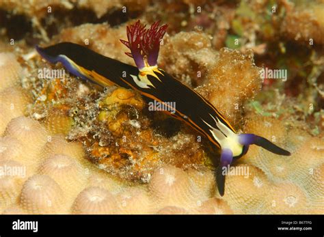 Endemic Nudibranch Nembrotha Megalocera Marsa Alam Red Sea Egypt Stock