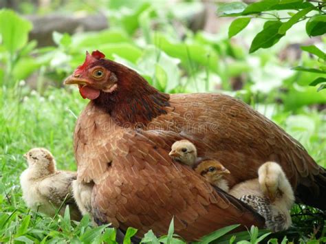 Closeup Mother Hen, Three Cute Chicks Under Her Wing, One beside Her ...