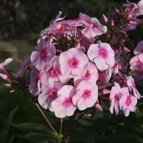 Флокс метельчатый (Phlox paniculata)