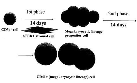 Differentiation Of Cd34 Positive Cell To Megakaryocyte And