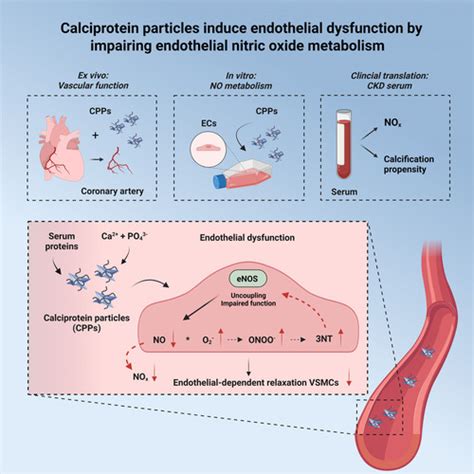 Calciprotein Particles Induce Endothelial Dysfunction By Impairing