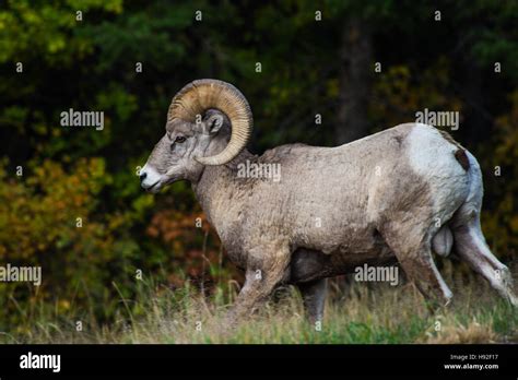 Bighorn Sheep Ram Hi Res Stock Photography And Images Alamy