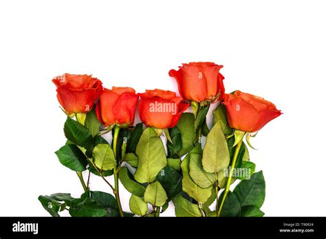 Five Petal Flowers Hi Res Stock Photography And Images Alamy