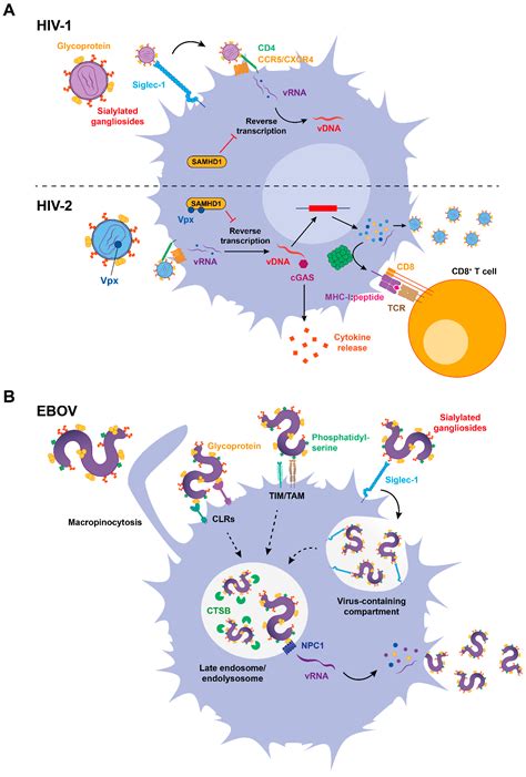 Viruses Free Full Text When Dendritic Cells Go Viral The Role Of