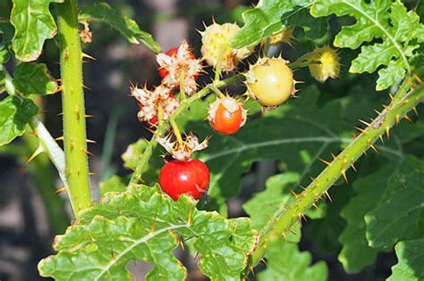 Solanum aethiopicum | African Eggplant | Mock Tomato Mini Pumpkins | 10 ...