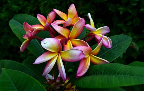 Plumeria AKA Frangipani - Cape Girardeau History and Photos