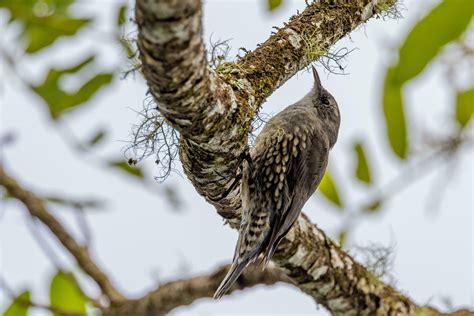 White Throated Treecreeper In Australia Stock Photo At Vecteezy