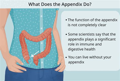 Human Body Organs Diagram Appendix