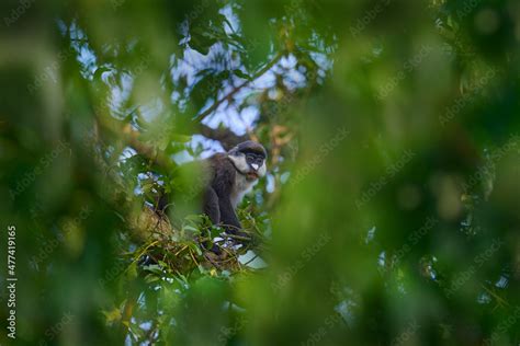 Red-tailed monkey Schmidt's guenon, Cercopithecus ascanius, sitting on ...