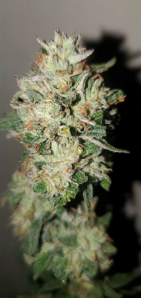 Lemon Cherry Gelato S1 Feminized - Equilibrium Genetics