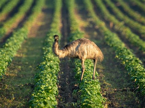 What Do Emus Eat? (Complete Guide) | Birdfact