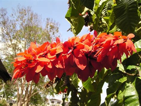 Trinidad And Tobago Plants