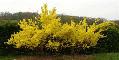 How To Grow Forsythia For Spring Color Dengarden