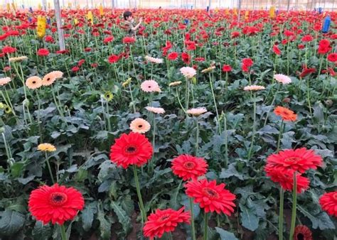 Campo De Flores Holambra Como Visitar E O Que Ver