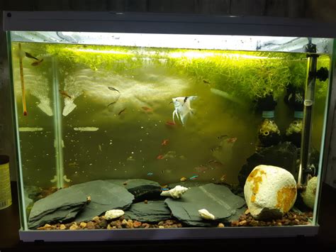 Nouvelle Photo De Mon Aquarium B Aquarium Litres B