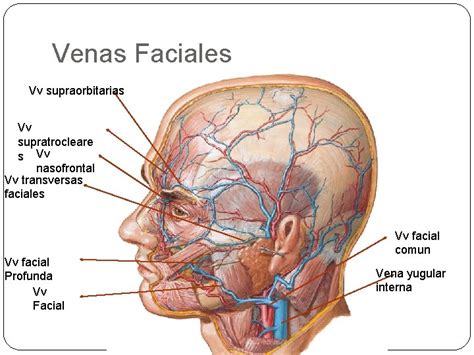 Sistema Arterial Y Venoso Funcin Principal El Sistema