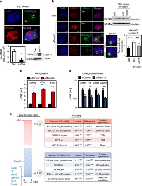 Rassf1a Regulates The Esc Core Pluripotency Network A Representative