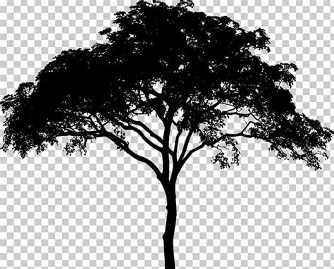 Tree Silhouette PNG, Clipart, Black And White, Branch, Computer Icons ...