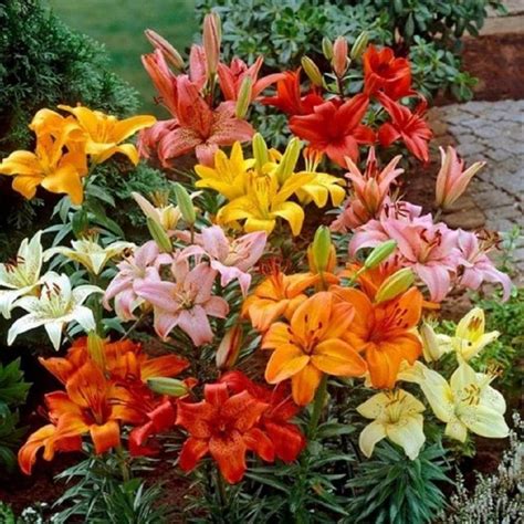 Vigoro Gal Vigoro Assorted Color Asiatic Lily Perennial Plant