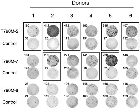 Immunogenicity Of T790m Derived Peptides In Pbmcs From Hla A2 Healthy Download Scientific