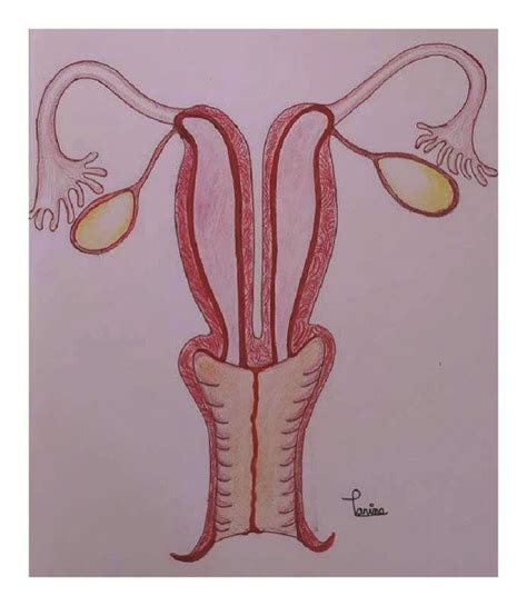 A Schematic Diagram Of Nongravid Didelphys Uterus And B Schematic