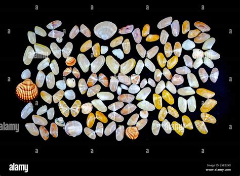 Collection Of Donax Variabilis Or Coquina Saltwater Clam Mollusc Opened