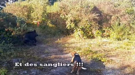 Chasse Aux Sangliers De Tr S Belles Sc Nes Nouvelle