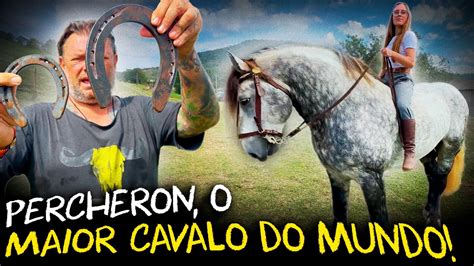 Fomos Buscar O Maior Cavalo Do Mundo O Percheron Youtube