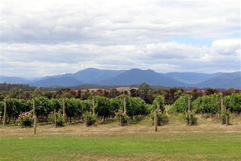 Christine King » Photography, Travel, Lifestyle » DOMAINE CHANDON ...